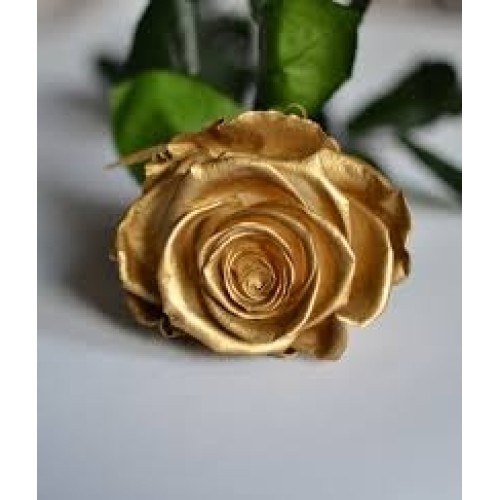 IMPORTED GOLD ROSES